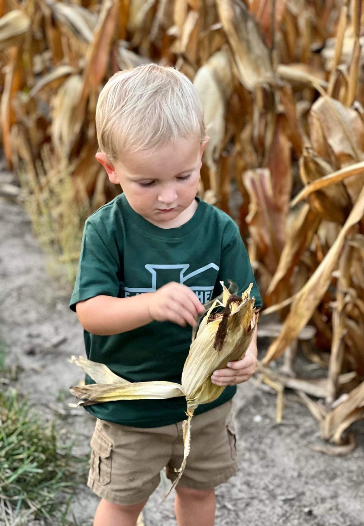 The Harvest Help