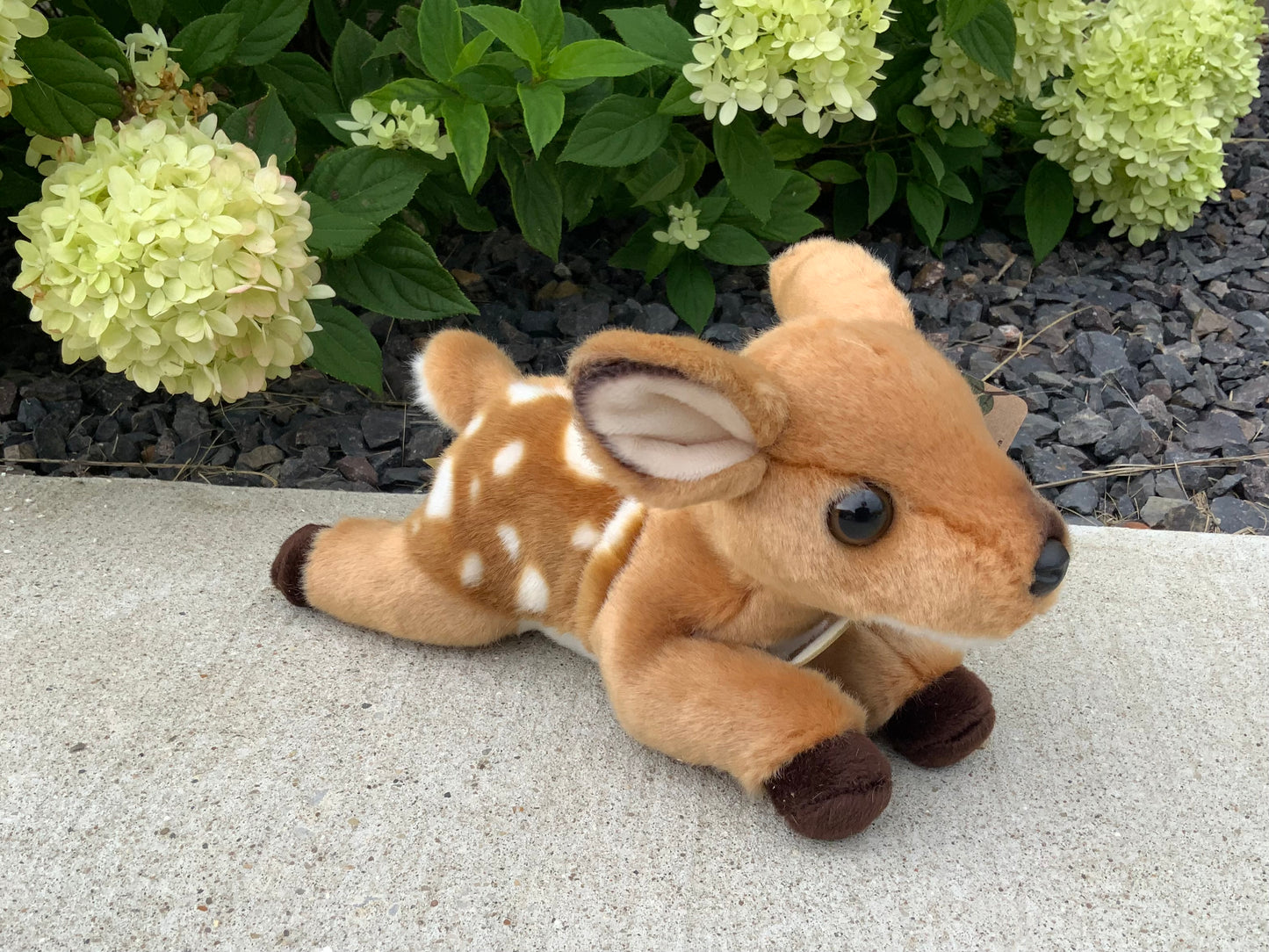 Finny Fawn