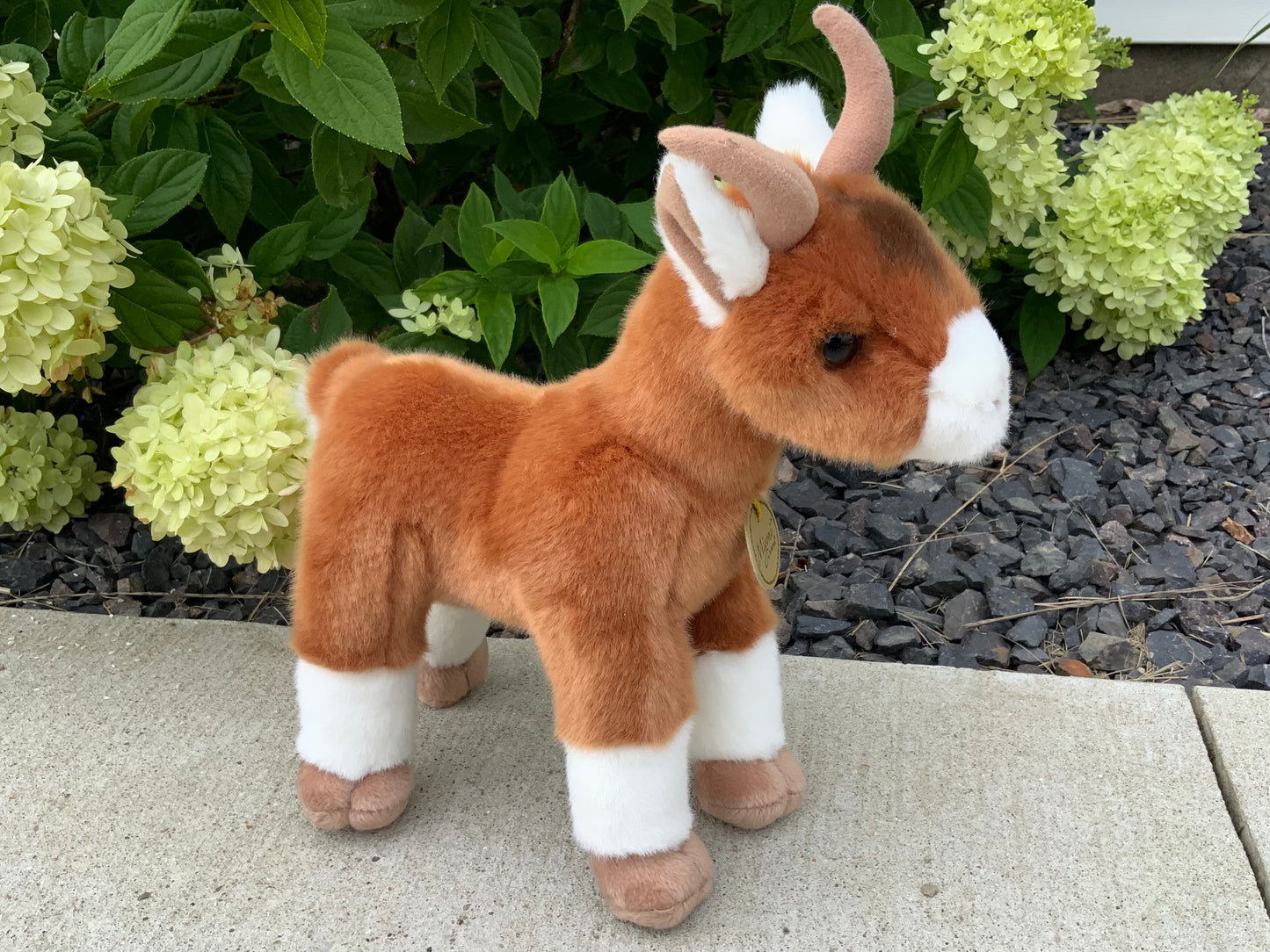 Gibson Goat