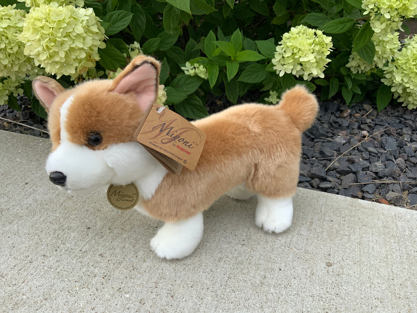 Caramel Corgi