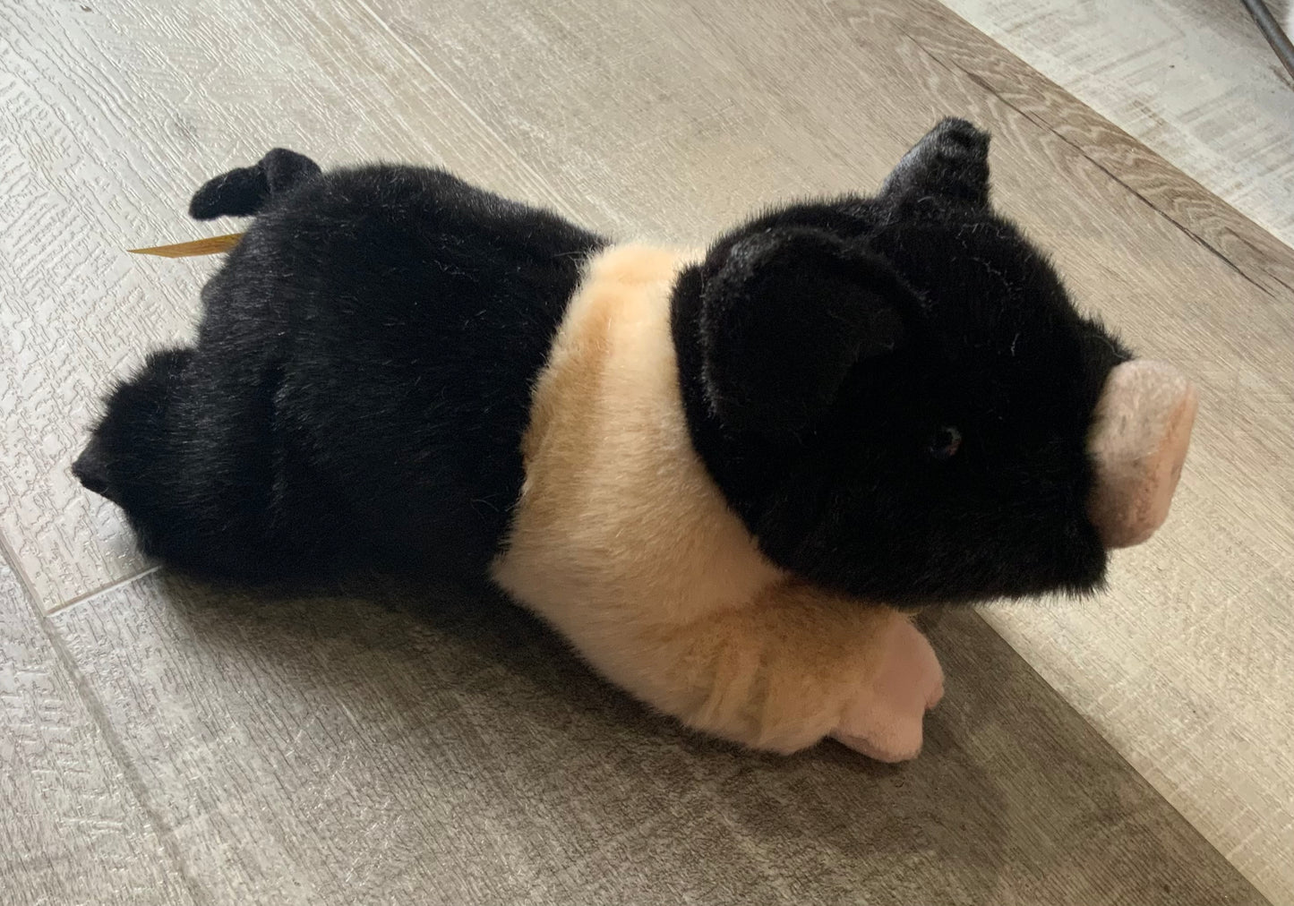 Henry Hampshire Pig
