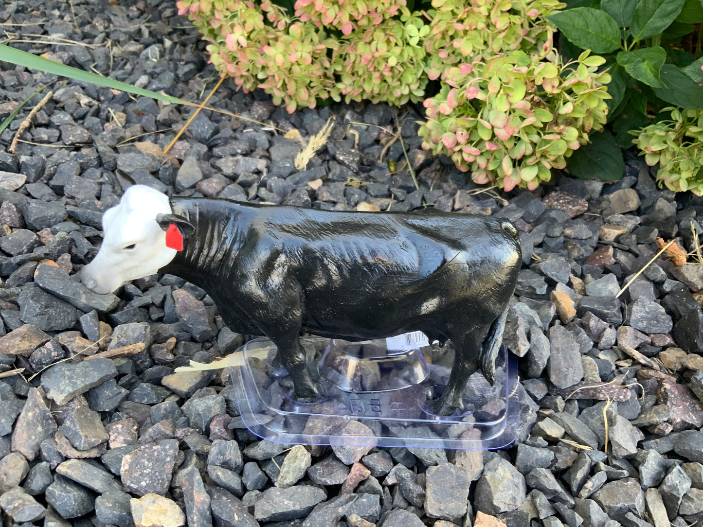 Black/White Face Cow