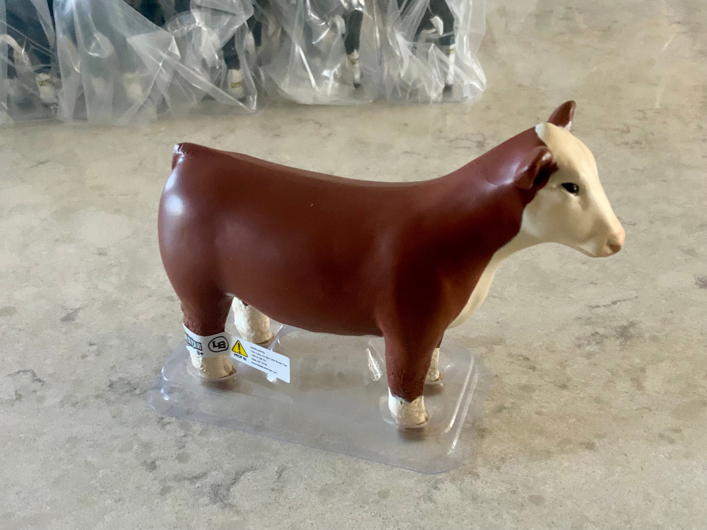 Hereford Show Heifer