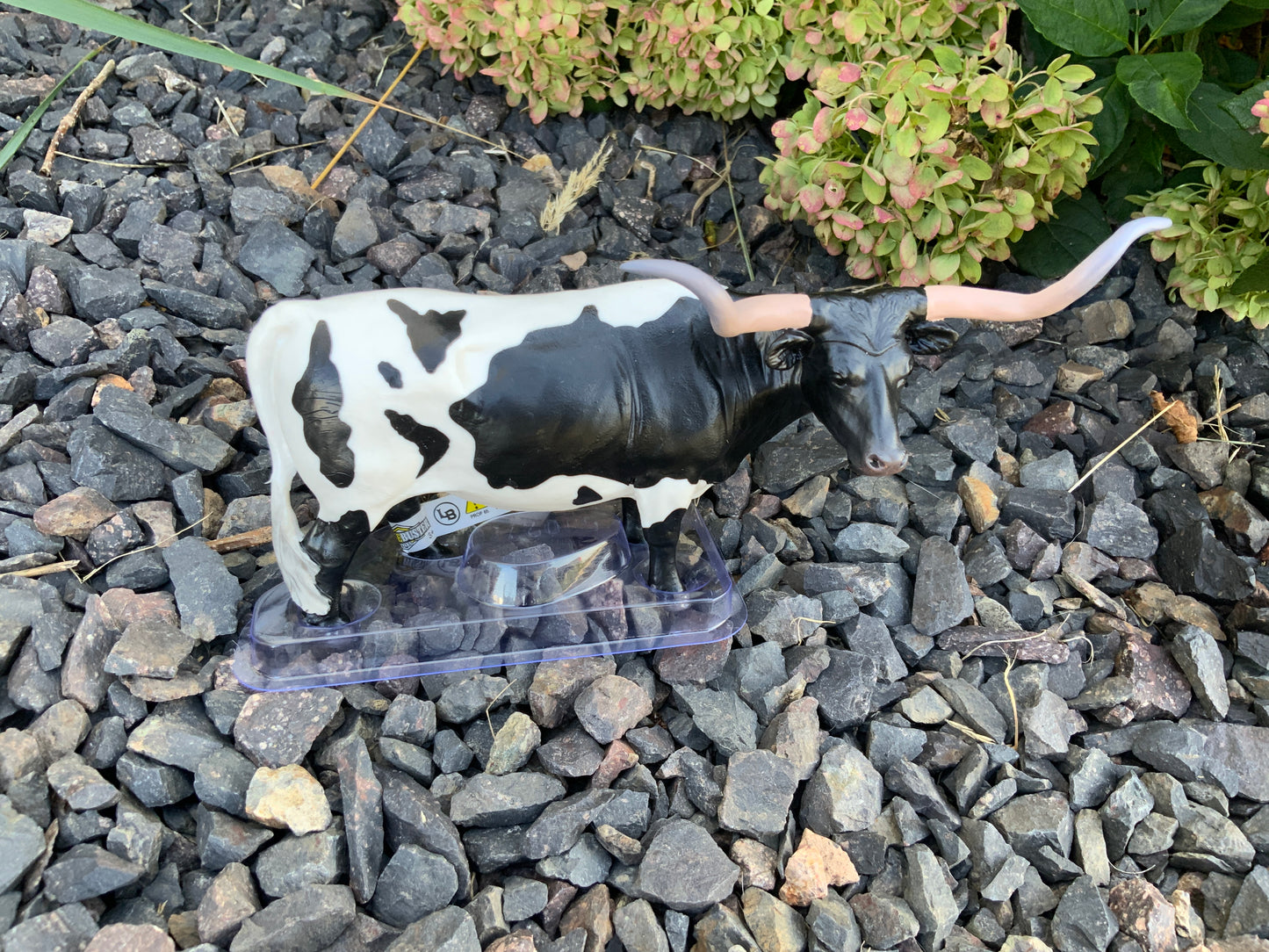 Texas Longhorn Steer Black/White