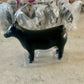 Black Show Heifer