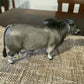 Brahman Bull