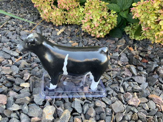 Champion Show Steer Crossbred