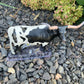 Texas Longhorn Steer Black/White
