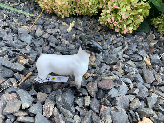 Grand Champion Crossbred Market Lamb