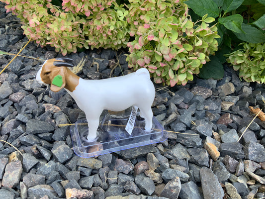 Grand Champion Boer Doe